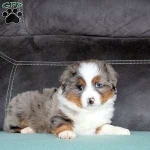 Ranger, Miniature Australian Shepherd Puppy