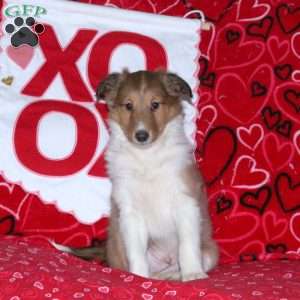 Ranger, Sheltie Puppy