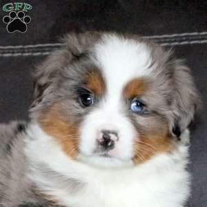 Ranger, Miniature Australian Shepherd Puppy