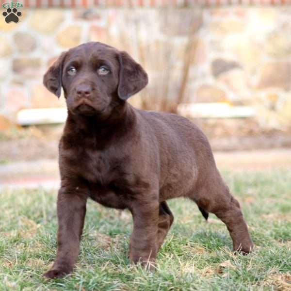 Ranger, Chocolate Labrador Retriever Puppy