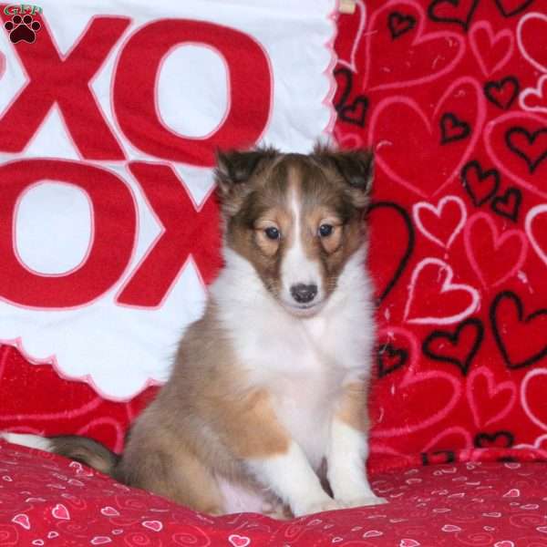 Rascal, Sheltie Puppy