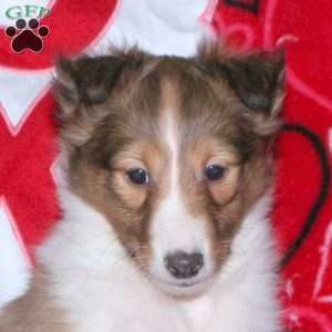 Rascal, Sheltie Puppy