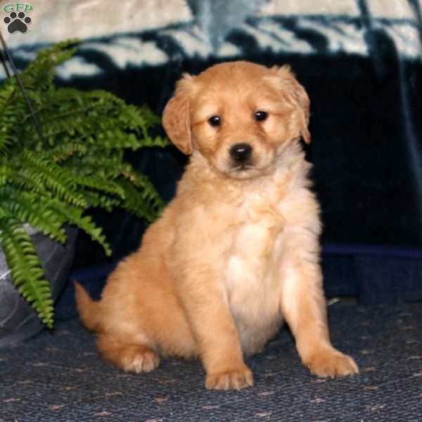 Rayna, Golden Retriever Puppy