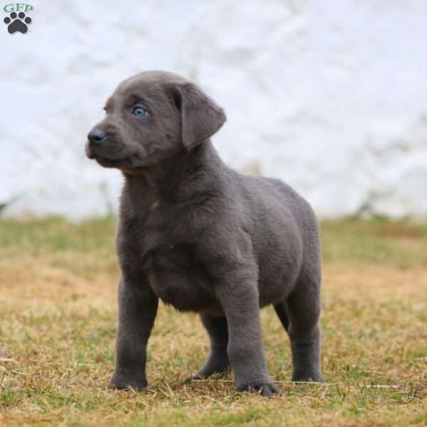 Rayna, Charcoal Labrador Retriever Puppy