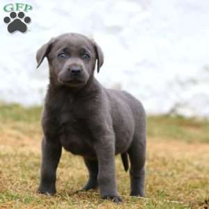 Rayna, Charcoal Labrador Retriever Puppy