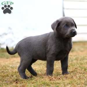 Rayna, Charcoal Labrador Retriever Puppy