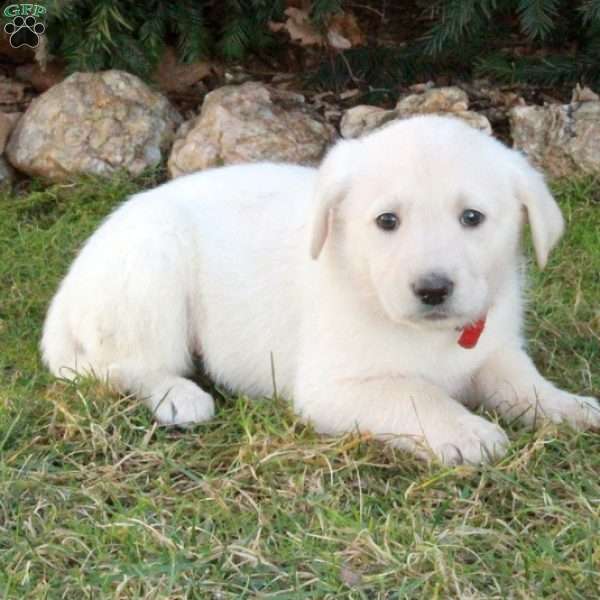 Reba, German Shepherd Mix Puppy