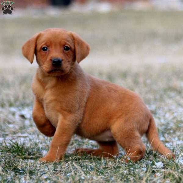 Reba, Fox Red Labrador Retriever Puppy