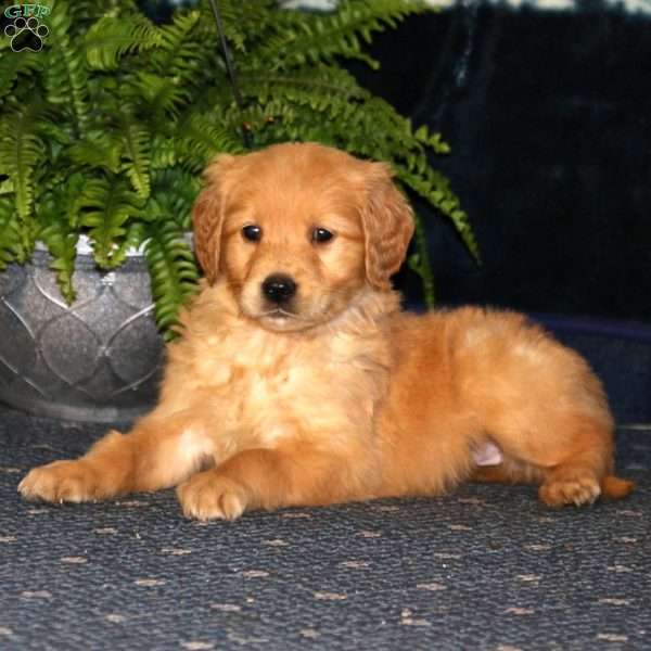 Reba, Golden Retriever Puppy