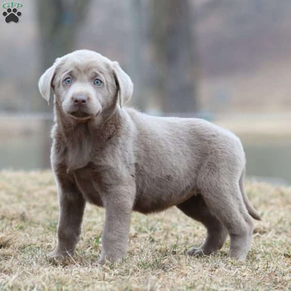 Reba, Silver Labrador Retriever Puppy