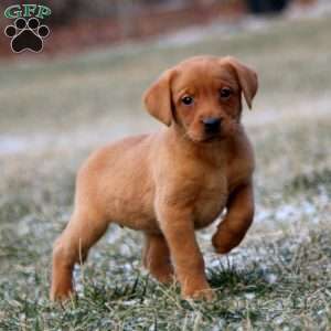 Reba, Fox Red Labrador Retriever Puppy