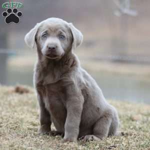 Reba, Silver Labrador Retriever Puppy