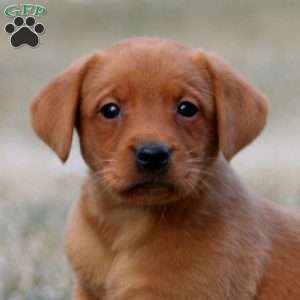 Reba, Fox Red Labrador Retriever Puppy