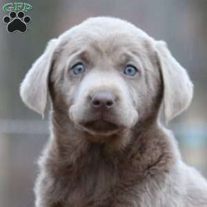 Reba, Silver Labrador Retriever Puppy