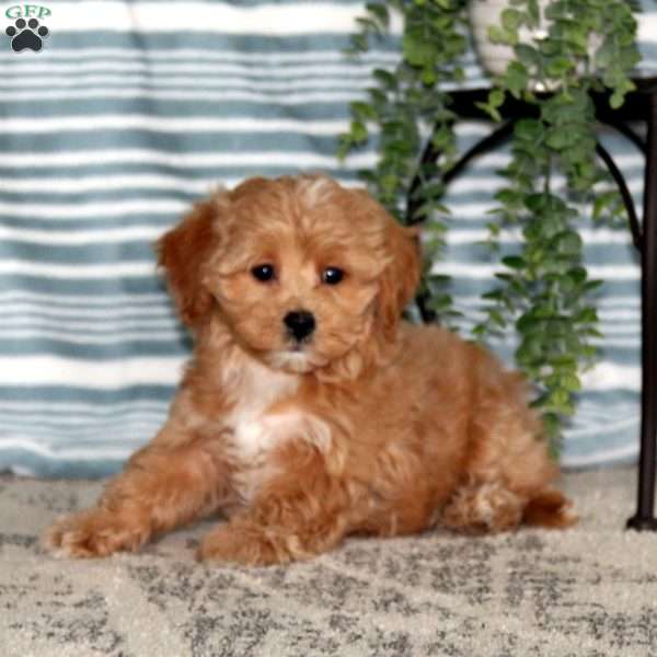 Reece, Maltipoo Puppy