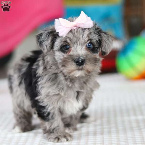 Reese, Yorkie Poo Puppy