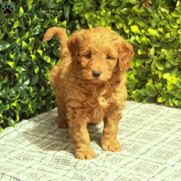 Reggie, Mini Goldendoodle Puppy