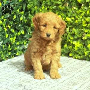 Reggie, Mini Goldendoodle Puppy