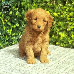 Reggie, Mini Goldendoodle Puppy