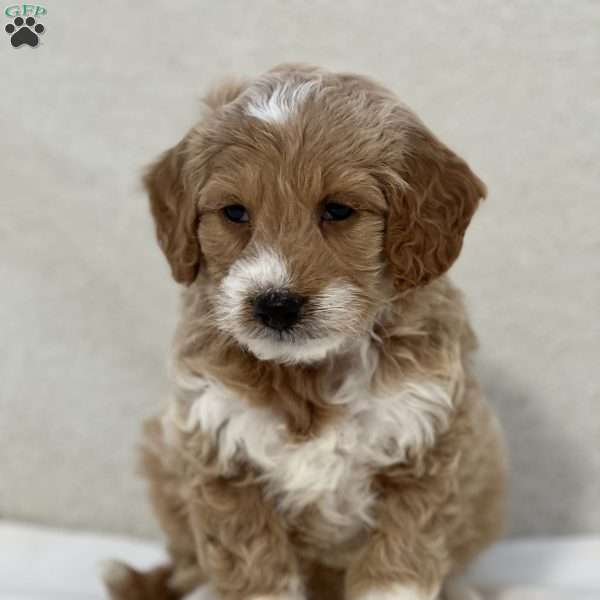 Reggie, Mini Goldendoodle Puppy