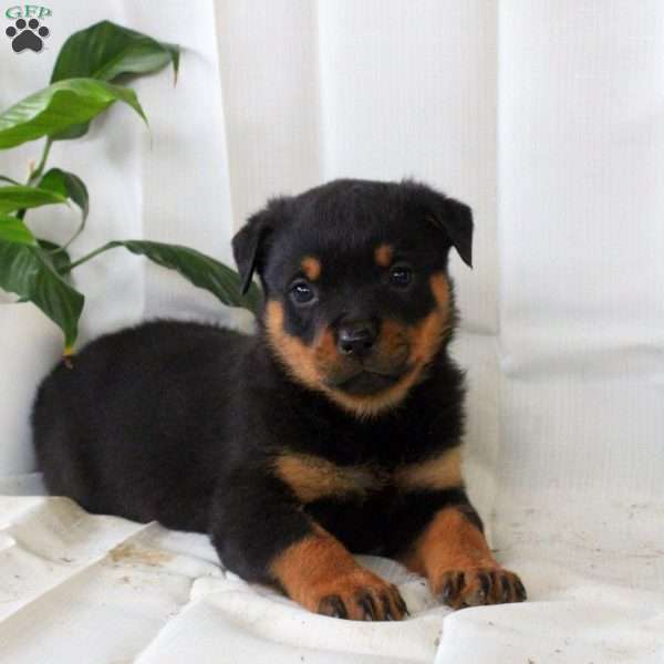 Remi, Rottweiler Puppy