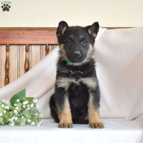 Remi, German Shepherd Puppy