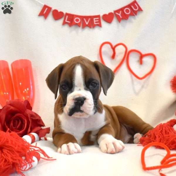 Remi, Boxer Puppy