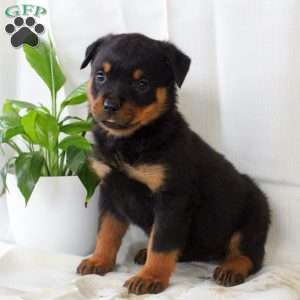 Remi, Rottweiler Puppy