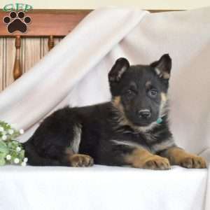 Remi, German Shepherd Puppy