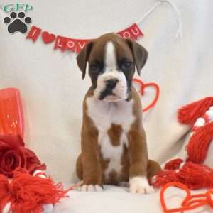 Remi, Boxer Puppy