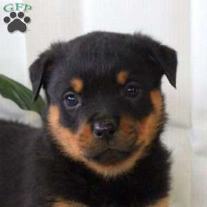 Remi, Rottweiler Puppy