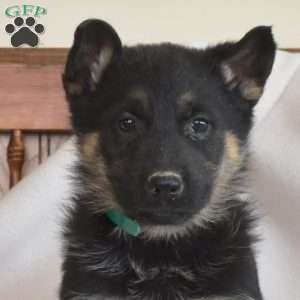 Remi, German Shepherd Puppy