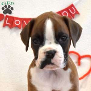 Remi, Boxer Puppy