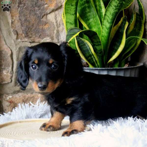 Remington, Dachshund Puppy