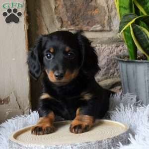 Remington, Dachshund Puppy