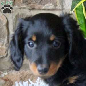 Remington, Dachshund Puppy