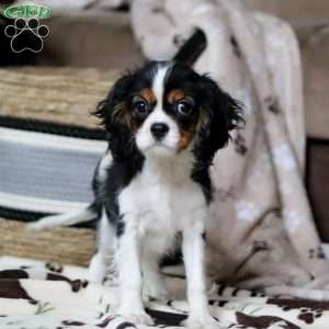 Rena, Cavalier King Charles Spaniel Puppy