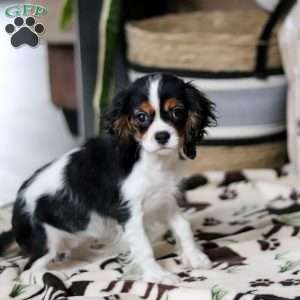 Rena, Cavalier King Charles Spaniel Puppy