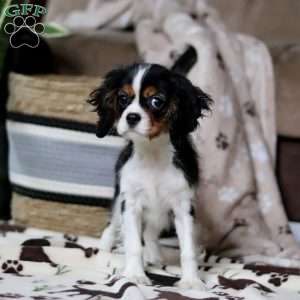 Rena, Cavalier King Charles Spaniel Puppy