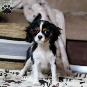 Rena, Cavalier King Charles Spaniel Puppy