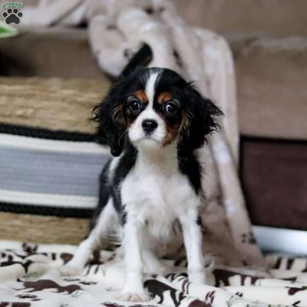 Rena, Cavalier King Charles Spaniel Puppy