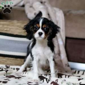 Rena, Cavalier King Charles Spaniel Puppy