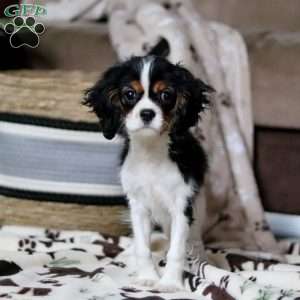 Rena, Cavalier King Charles Spaniel Puppy