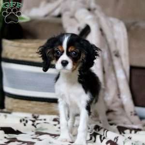 Rena, Cavalier King Charles Spaniel Puppy