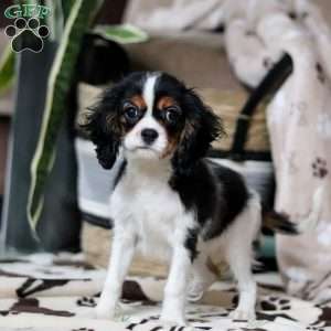 Rena, Cavalier King Charles Spaniel Puppy