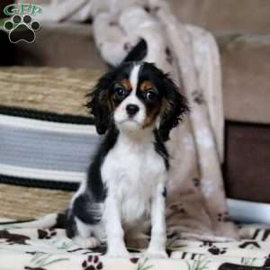 Rena, Cavalier King Charles Spaniel Puppy