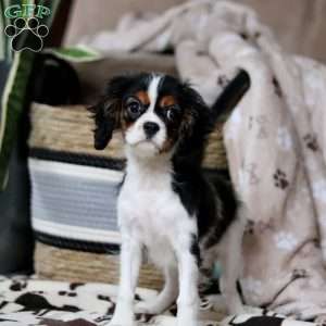 Rena, Cavalier King Charles Spaniel Puppy