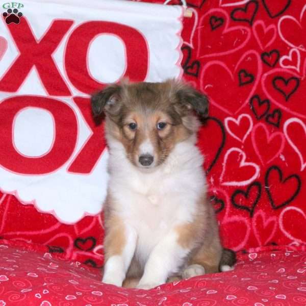 Renae, Sheltie Puppy