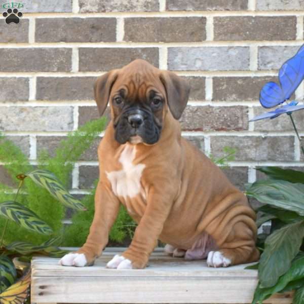 Renegade, Boxer Puppy