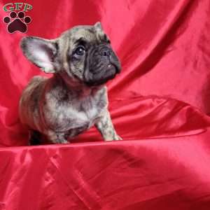 Gus, French Bulldog Mix Puppy